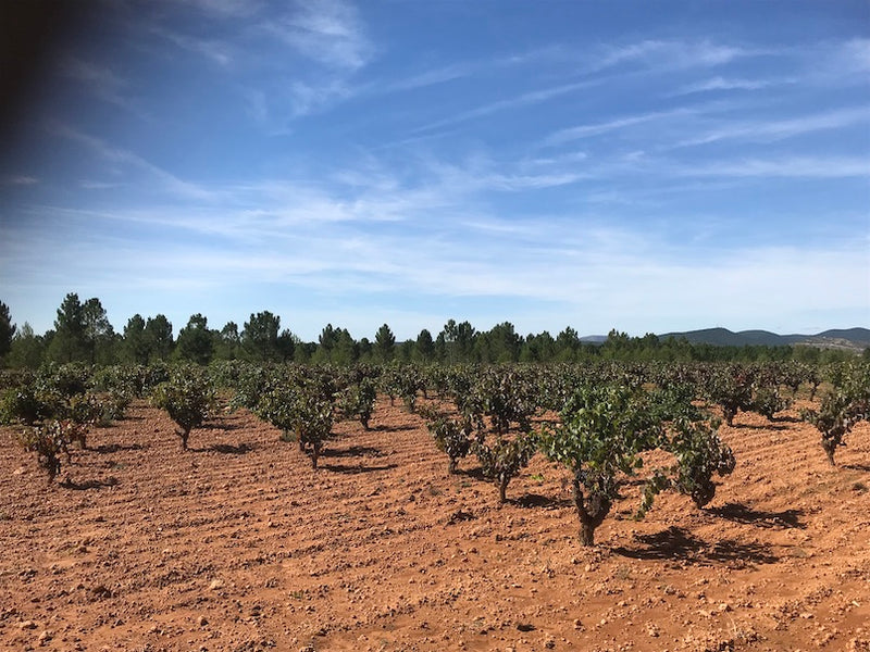 Discovering New Regions and Grape Varieties in Spain (and a hidden secret)